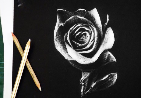 white rose sketch on black paper