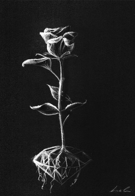 black papaer sketch with white pencil of white rose