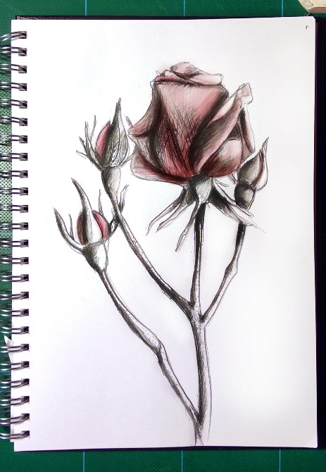 Rose red sketch