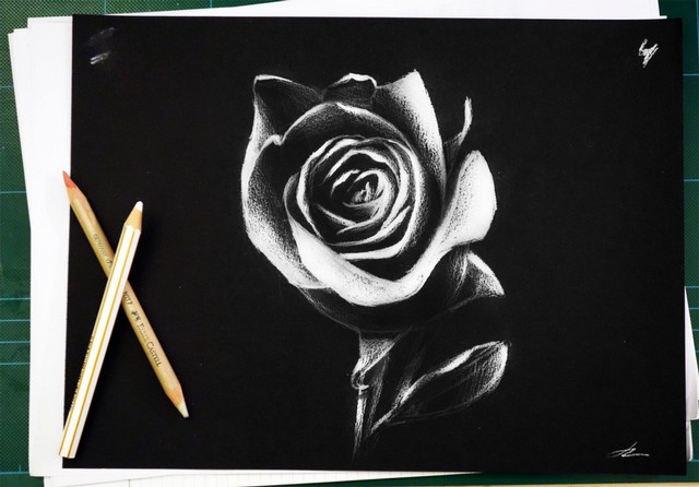 White rose sketch on black paper.jpg