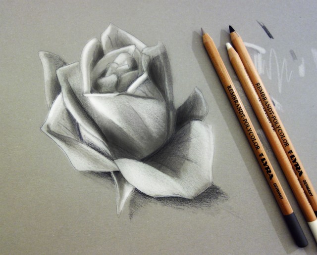 White rose sketch on grey paper.jpg