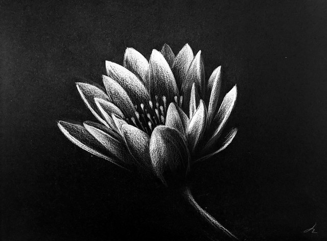 flower-sketch-on-black-paper.jpg